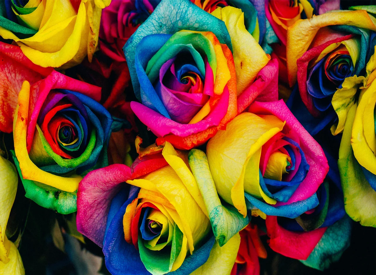Φωτογραφία προϊόντος: Πίνακας σε καμβά Colorful Roses