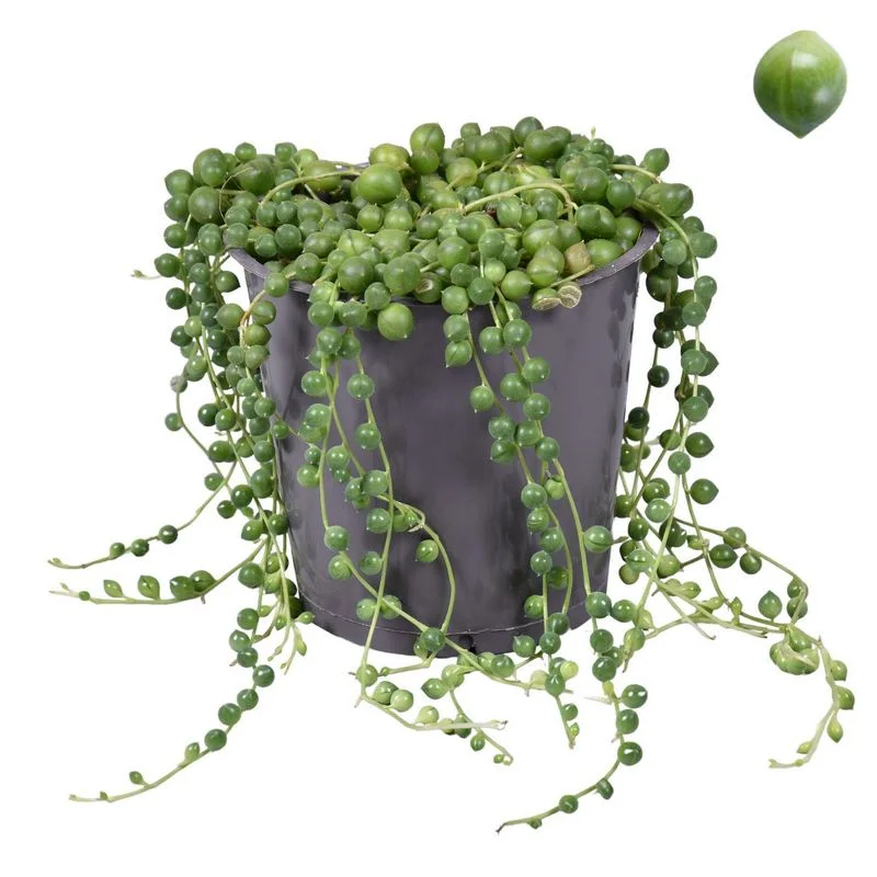 Φωτογραφία προϊόντος: OEM Σενέκιο – Senecio Rowleyanus