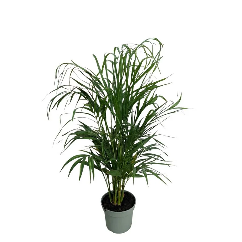 Φωτογραφία προϊόντος: OEM Αρέκα - Dypsis Lutescens