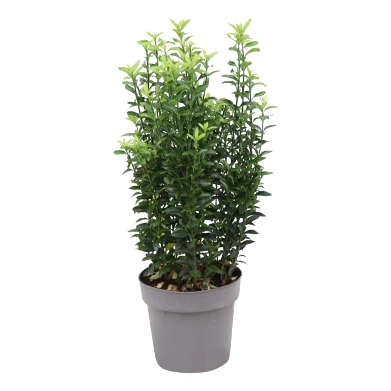 Φωτογραφία προϊόντος: "Ευώνημο" Euonymus japonicus Green Spire