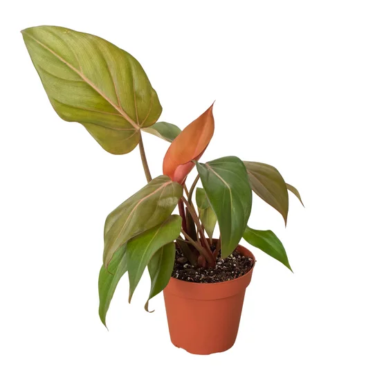 Φωτογραφία προϊόντος: "Φιλόδεντρο" Philodendron Summer Glory