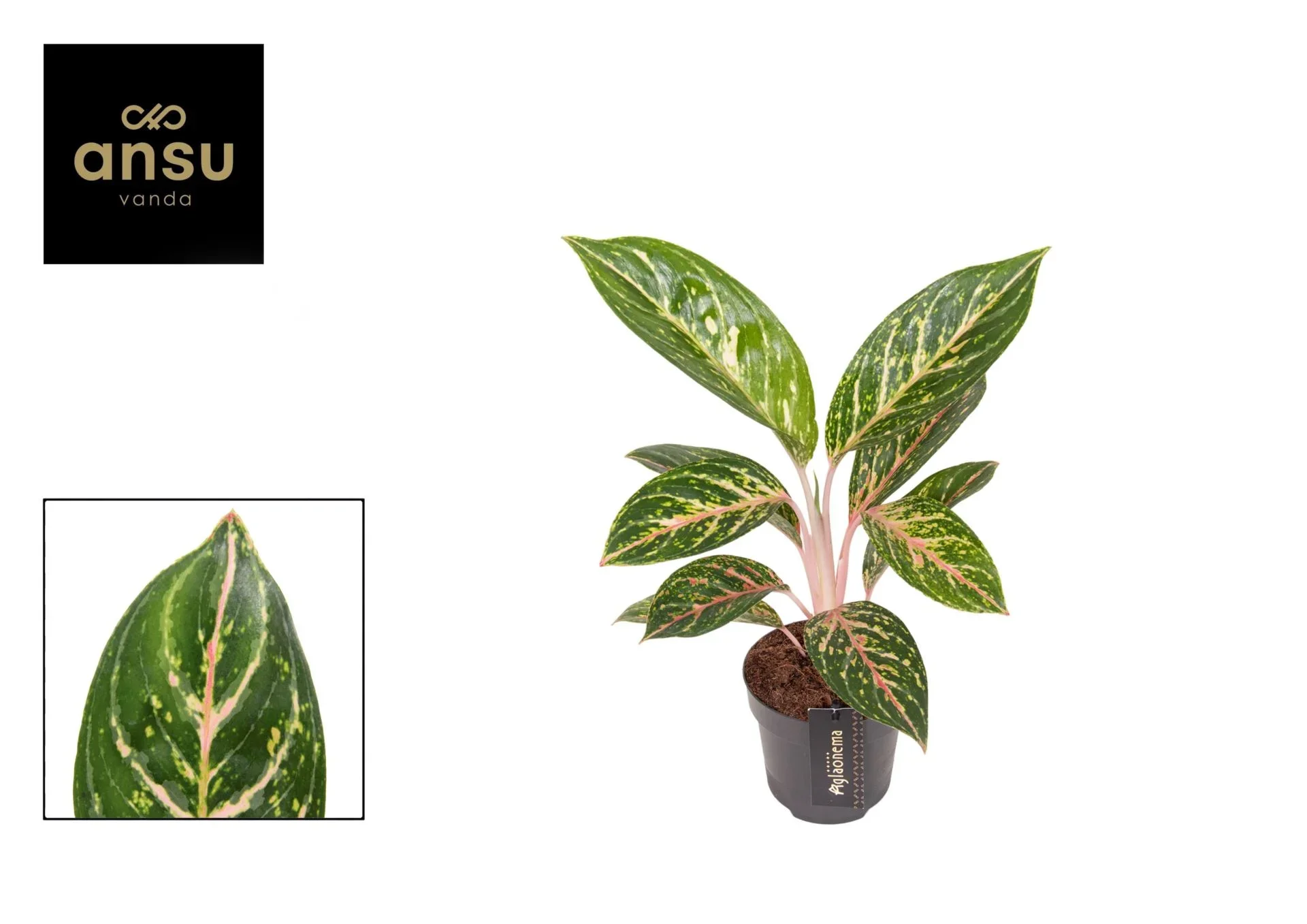 Φωτογραφία προϊόντος: "Αγλαόνημα" Aglaonema Coco Green