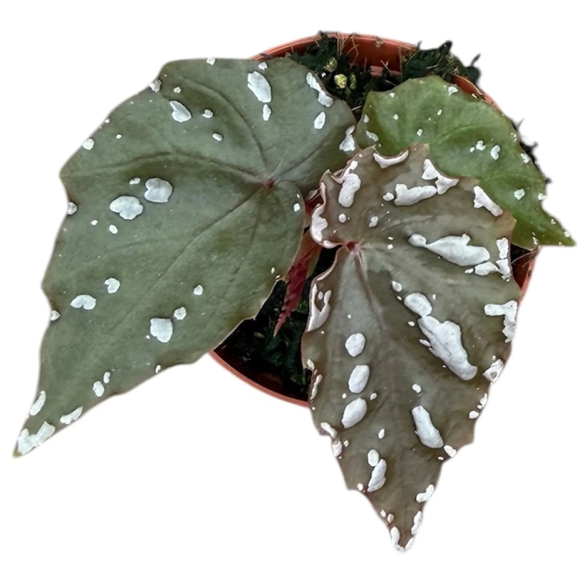 Φωτογραφία προϊόντος: "Βιγόνια" Begonia Sp Sumatra White Dot