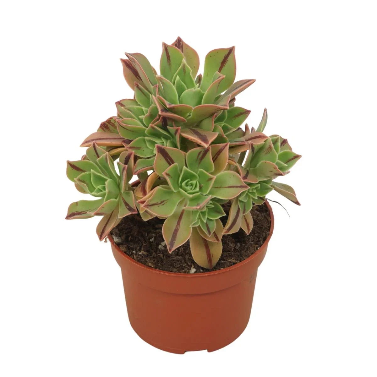 Φωτογραφία προϊόντος: "Αιώνιο" Aeonium Leucoblepharum Red Stripe