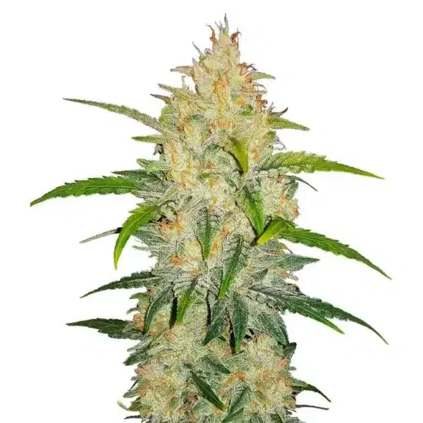 Φωτογραφία προϊόντος: 420 Fast Buds Zkittlez Auto (Fast Buds)