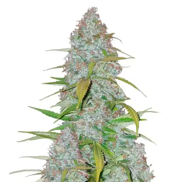 Φωτογραφία προϊόντος: 420 Fast Buds Californian Snow Auto (Fast Buds)