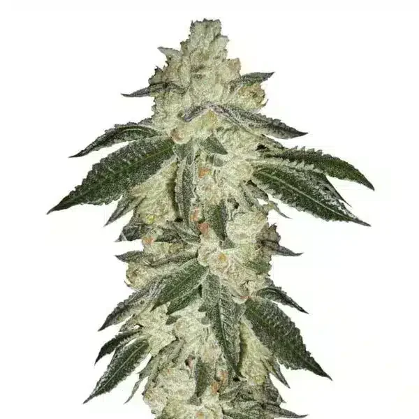 Φωτογραφία προϊόντος: 420 Fast Buds Green Crack Auto (Fast Buds)