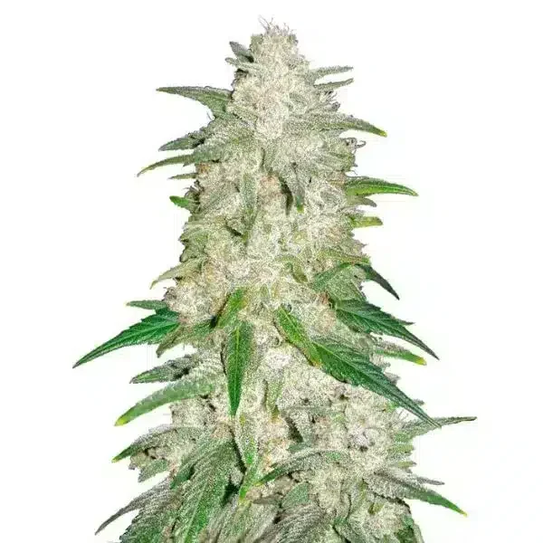 Φωτογραφία προϊόντος: 420 Fast Buds Gelato Auto (Fast Buds)