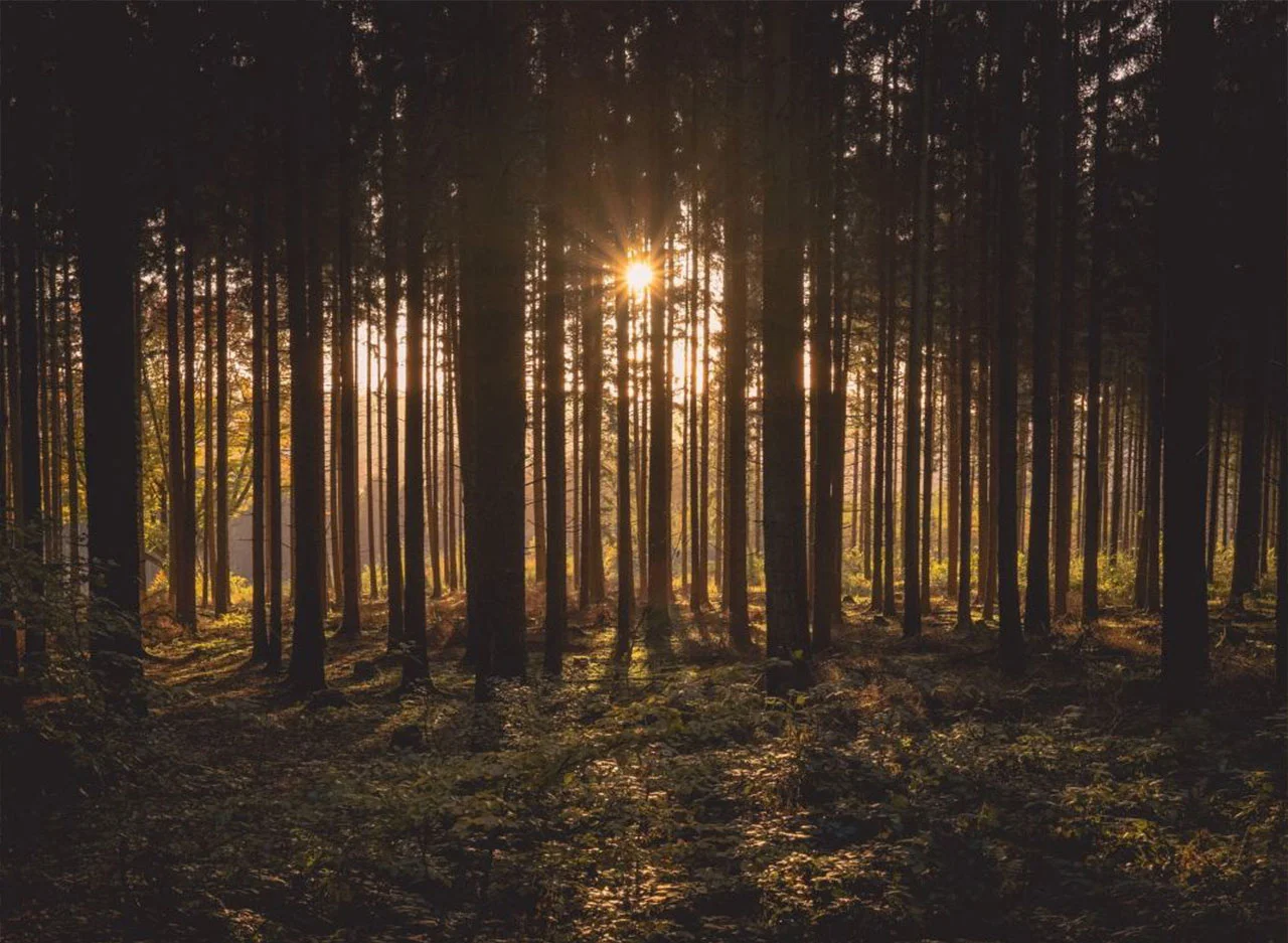 Φωτογραφία προϊόντος: Πίνακας σε καμβά Sunset at the Forest