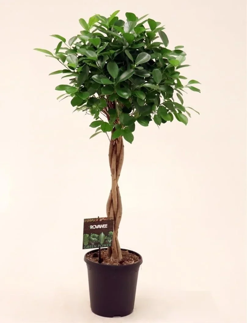Φωτογραφία προϊόντος: "Φίκος" Ficus micr. Moclame Braided Ball on Stem