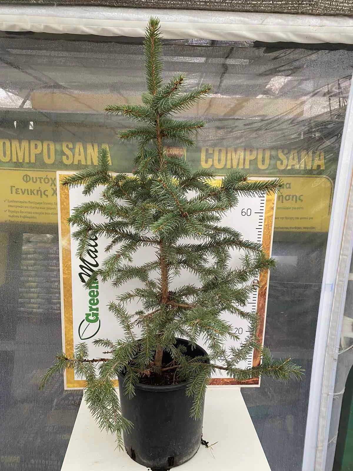 Φωτογραφία προϊόντος: "Έλατο Μπλε" Picea Pungens Glauca