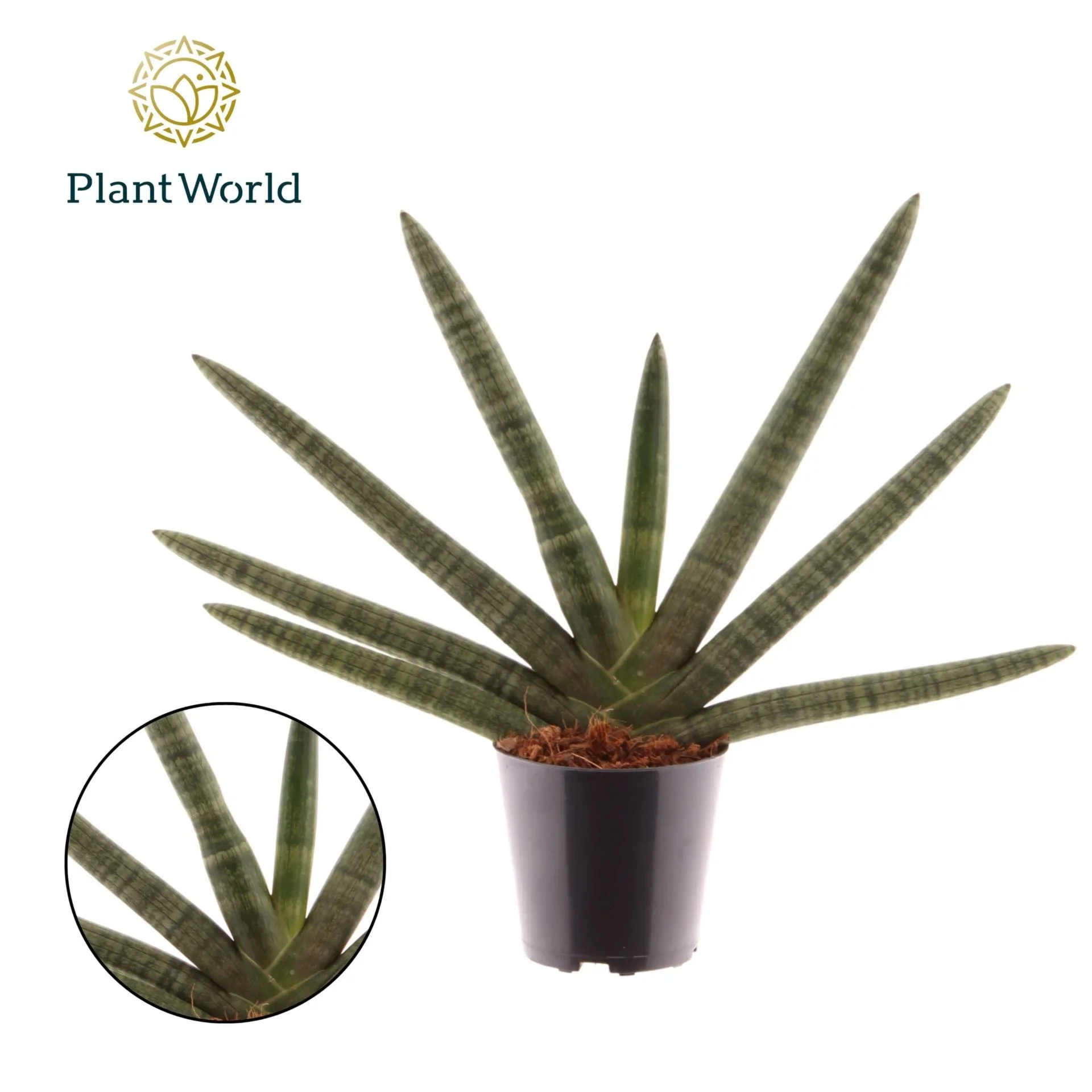 Φωτογραφία προϊόντος: "Σανσεβιέρια" Sansevieria Cylindrica Skyline