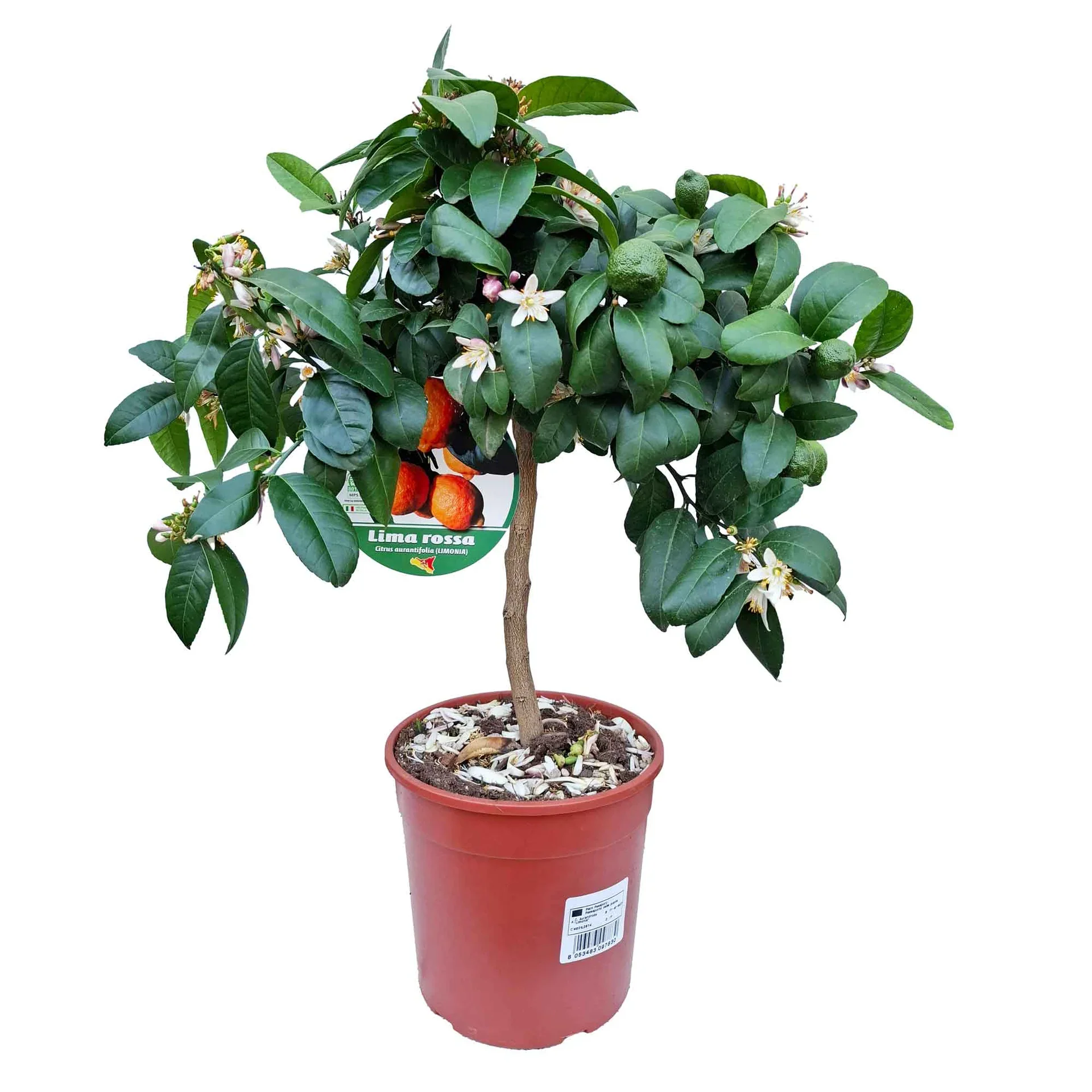 Φωτογραφία προϊόντος: Δέντρο Νάνο RED LIME Lima Rossa Citrus Aurantifolia "Κόκκινο Λάιμ"