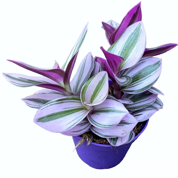 Φωτογραφία προϊόντος: "Τηλέγραφος" Tradescantia albiflora Nanouk