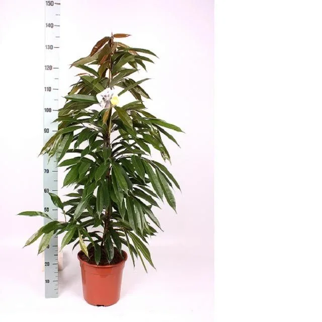 Φωτογραφία προϊόντος: "Φίκος" Ficus Amstel King XXL