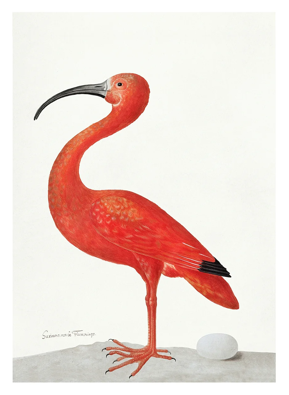 Φωτογραφία προϊόντος: Πίνακας σε καμβά Orange Bird art minimal