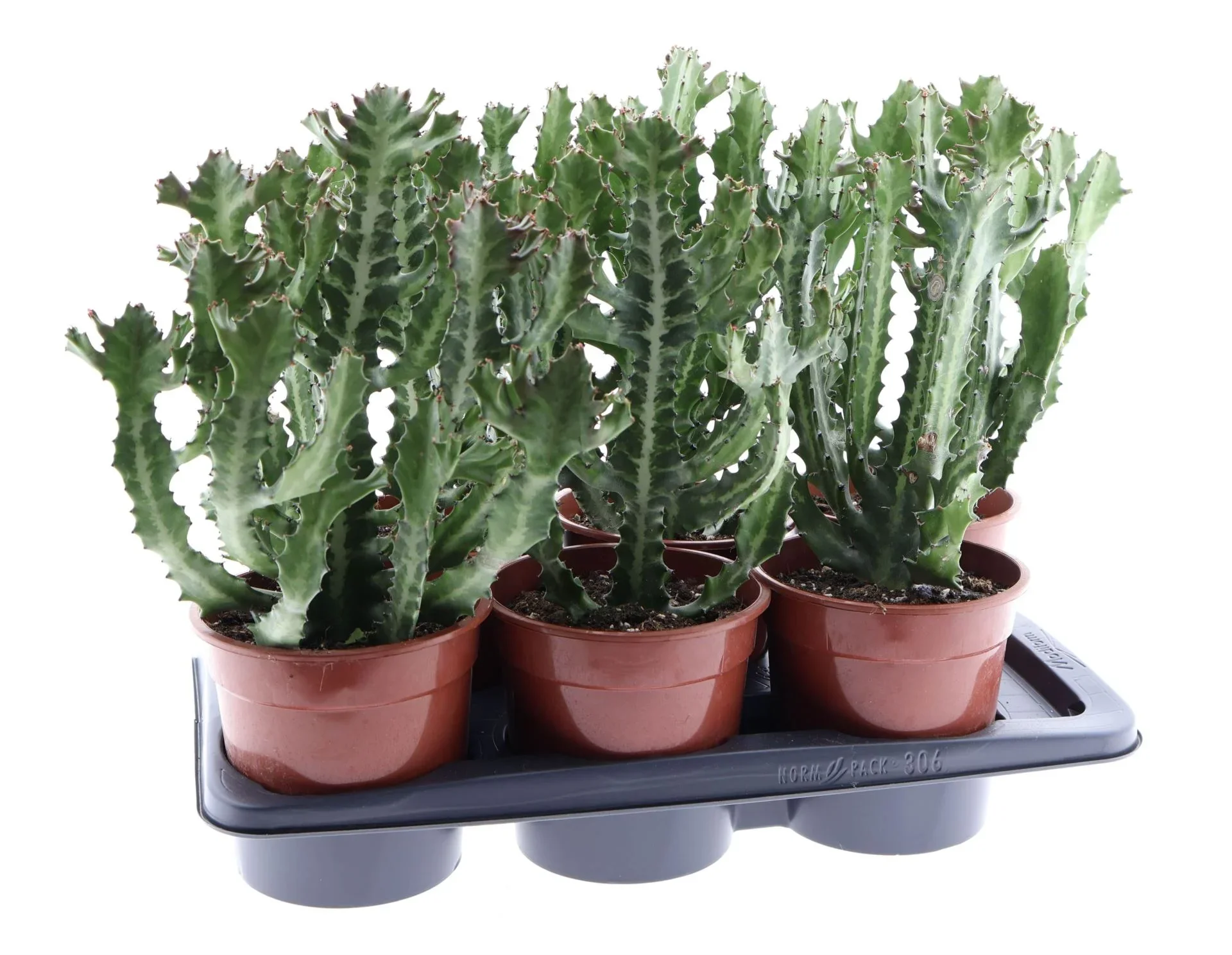 Φωτογραφία προϊόντος: "Εφόρβια" Euphorbia Lactea Cristata