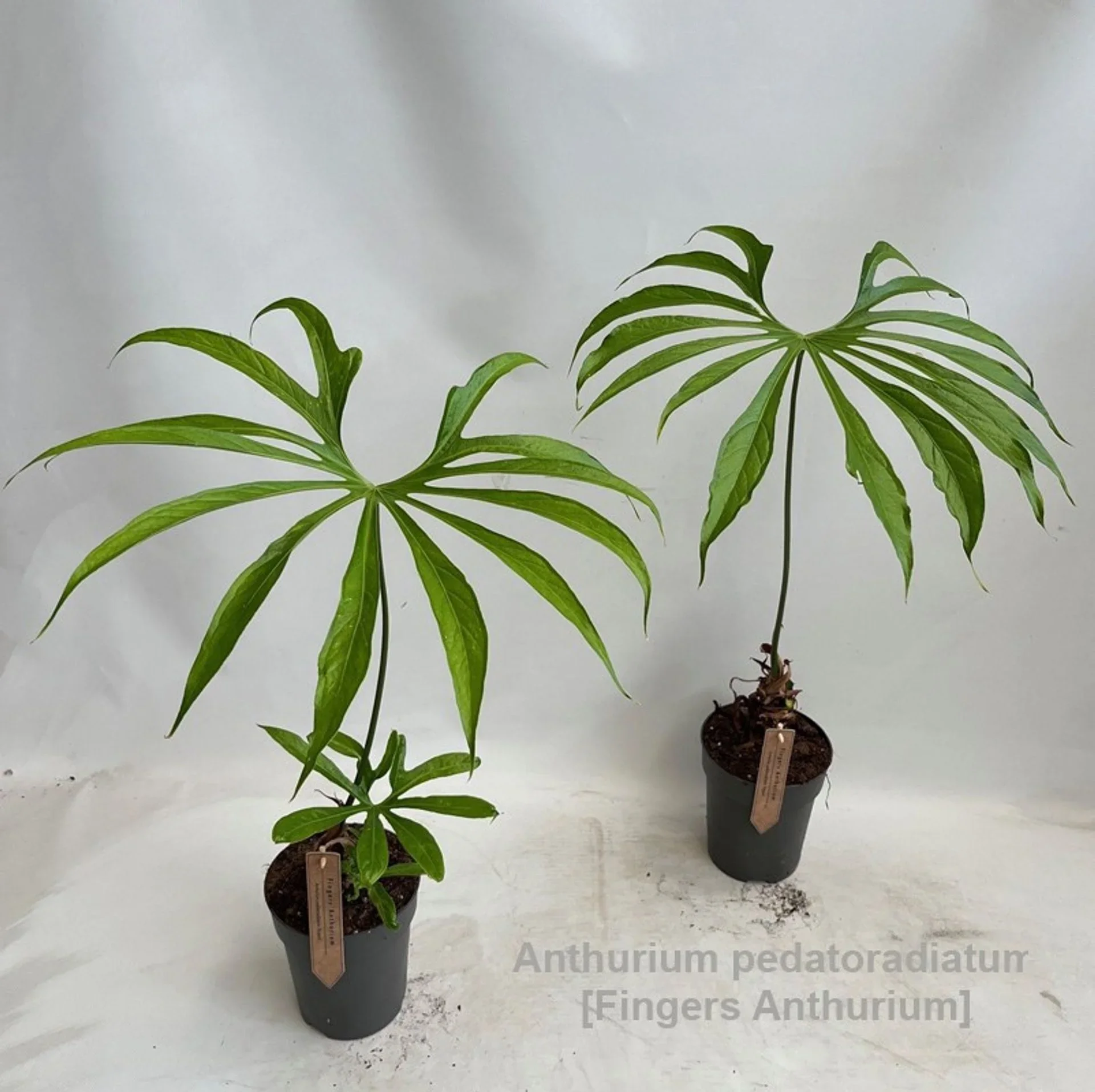 Φωτογραφία προϊόντος: "Ανθούριο" Anthurium Pedatoradiatum PREMIUM XXL