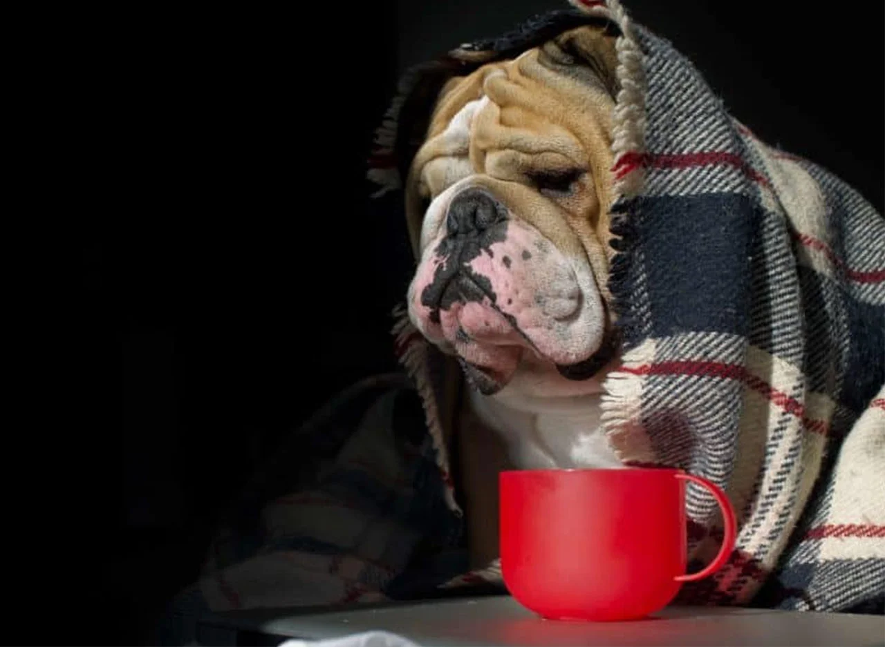 Φωτογραφία προϊόντος: Πίνακας σε καμβά Bulldog moody dog