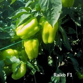 Φωτογραφία προϊόντος: Πιπεριά Ντολμάς Raiko RZ F1 | 500 Σπόρων