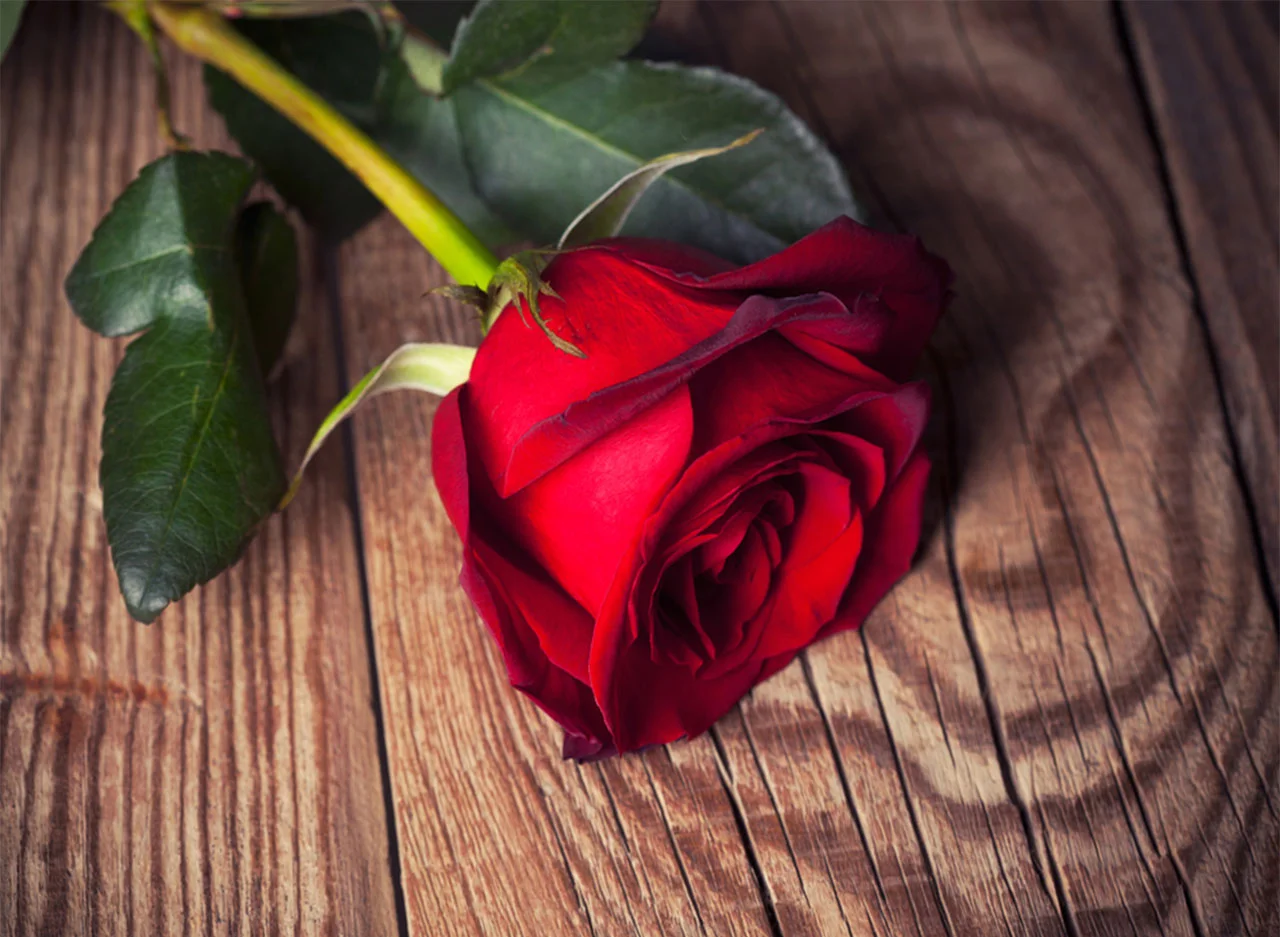 Φωτογραφία προϊόντος: Πίνακας σε καμβά Passion Red Rose