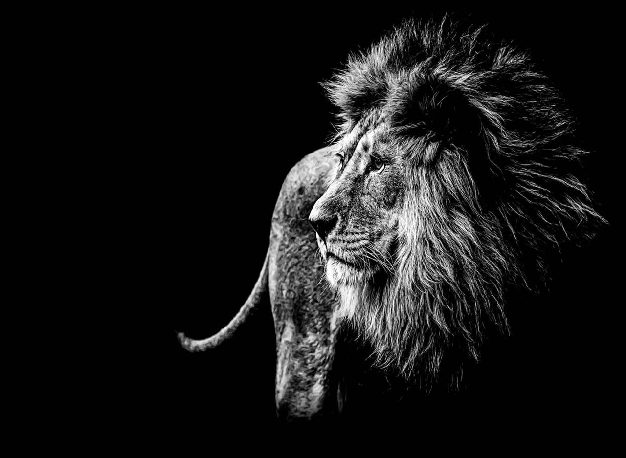Φωτογραφία προϊόντος: Πίνακας σε καμβά Lion B +amp; W