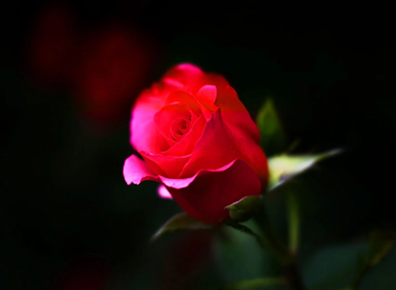 Φωτογραφία προϊόντος: Πίνακας σε καμβά Red rose