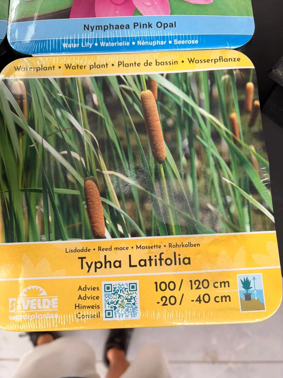 Φωτογραφία προϊόντος: "Τύφη ή Βούρλο" Typha Latifolia