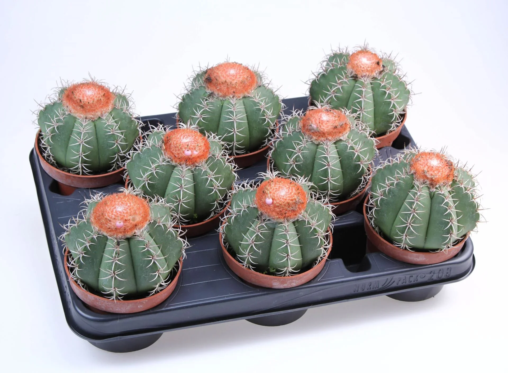 Φωτογραφία προϊόντος: "Μελόκακτος" Melocactus Matanzanus