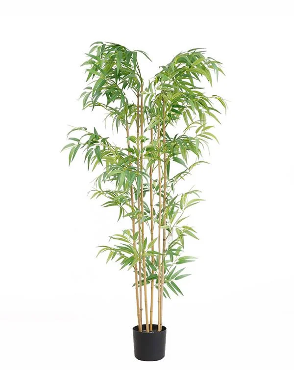 Φωτογραφία προϊόντος: ΟΕΜ BAMBOO NP5801_150_22_UV ΥΨΟΣ 150cm |