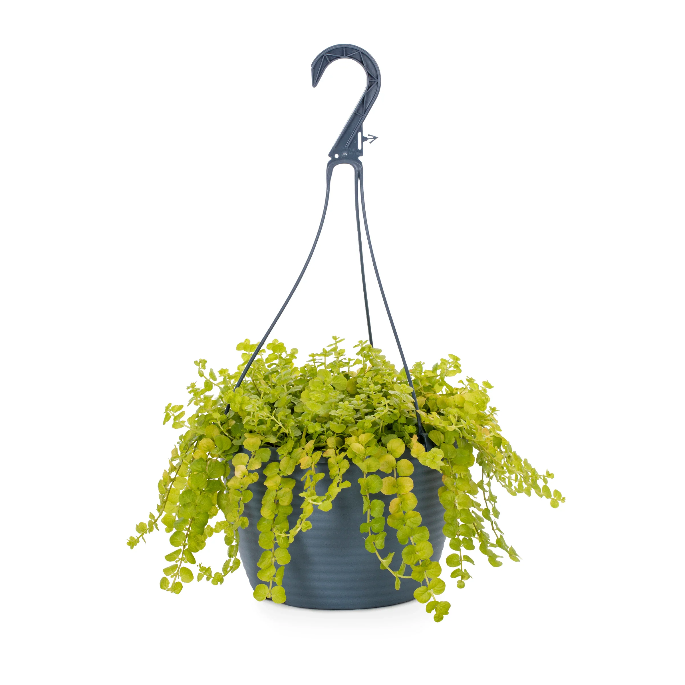 Φωτογραφία προϊόντος: "Λυσιμάχια" Lysimachia Nummularia in Hanging Pot