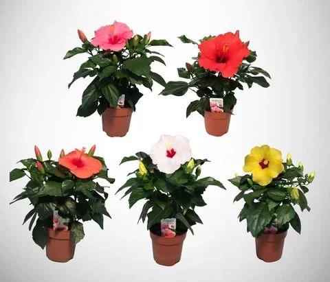 Φωτογραφία προϊόντος: "Ιβίσκος" Hibiscus rosa sinensis mix®