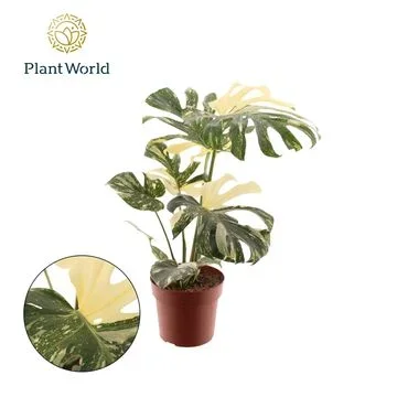 Φωτογραφία προϊόντος: "Μονστέρα" Monstera Deliciosa Thai Constellation XXL PREMIUM