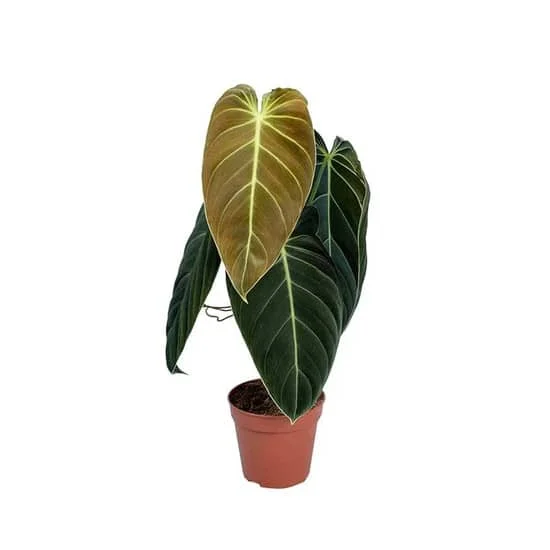 Φωτογραφία προϊόντος: "Φιλόδεντρο" Philodendron Melanochrysum