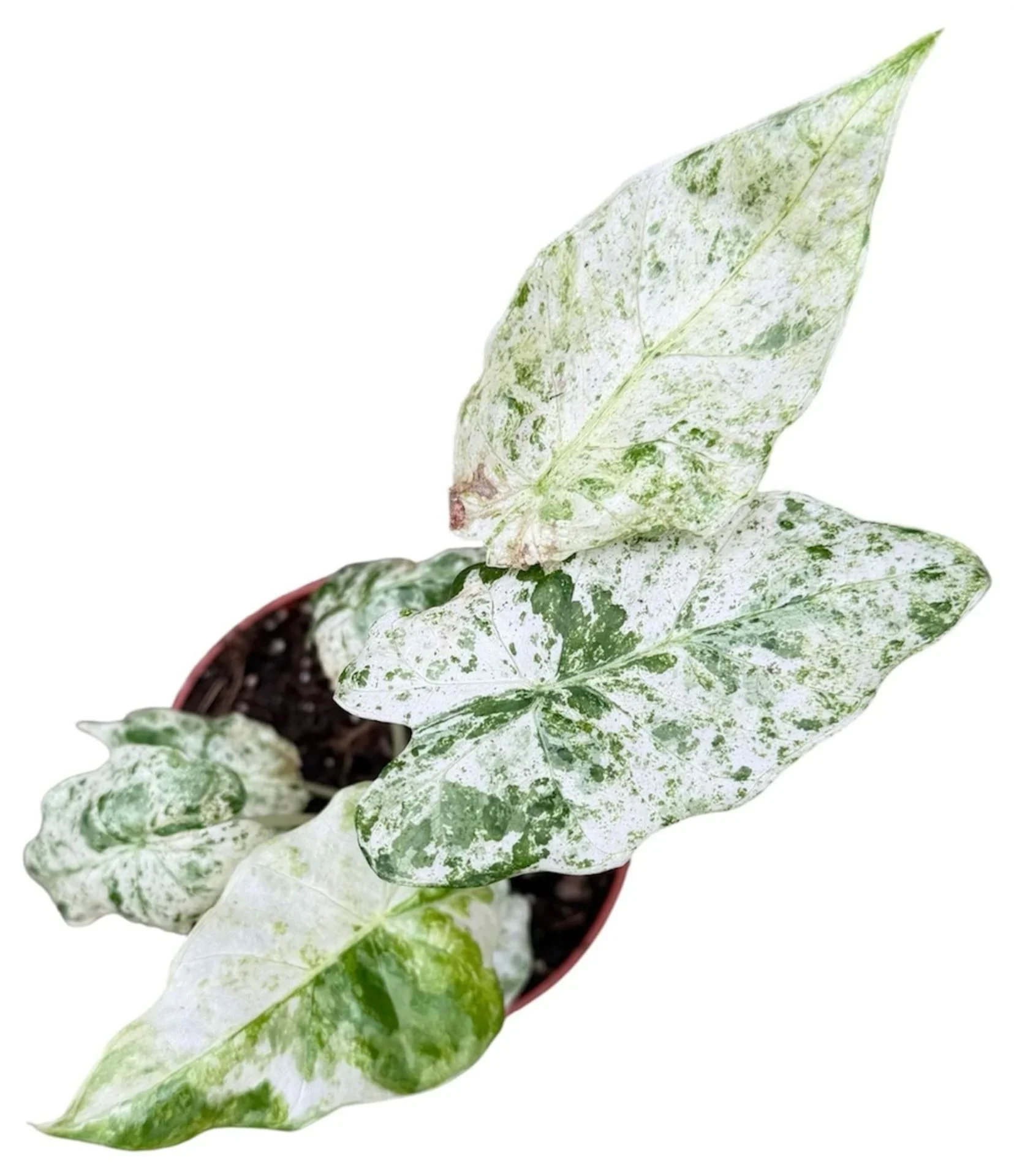 Φωτογραφία προϊόντος: "Αλοκάσια" Alocasia Odora Variegata Batik