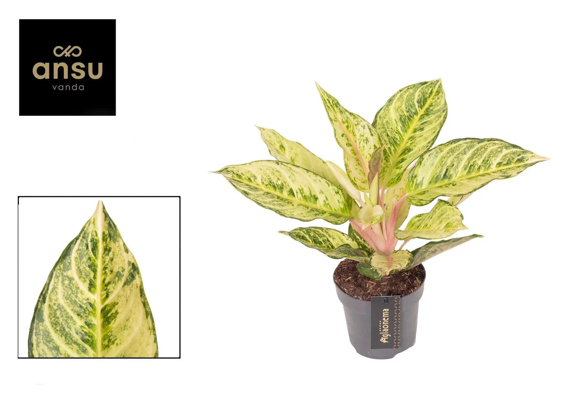Φωτογραφία προϊόντος: "Αγλαόνημα" Aglaonema Chartreuse Pretty