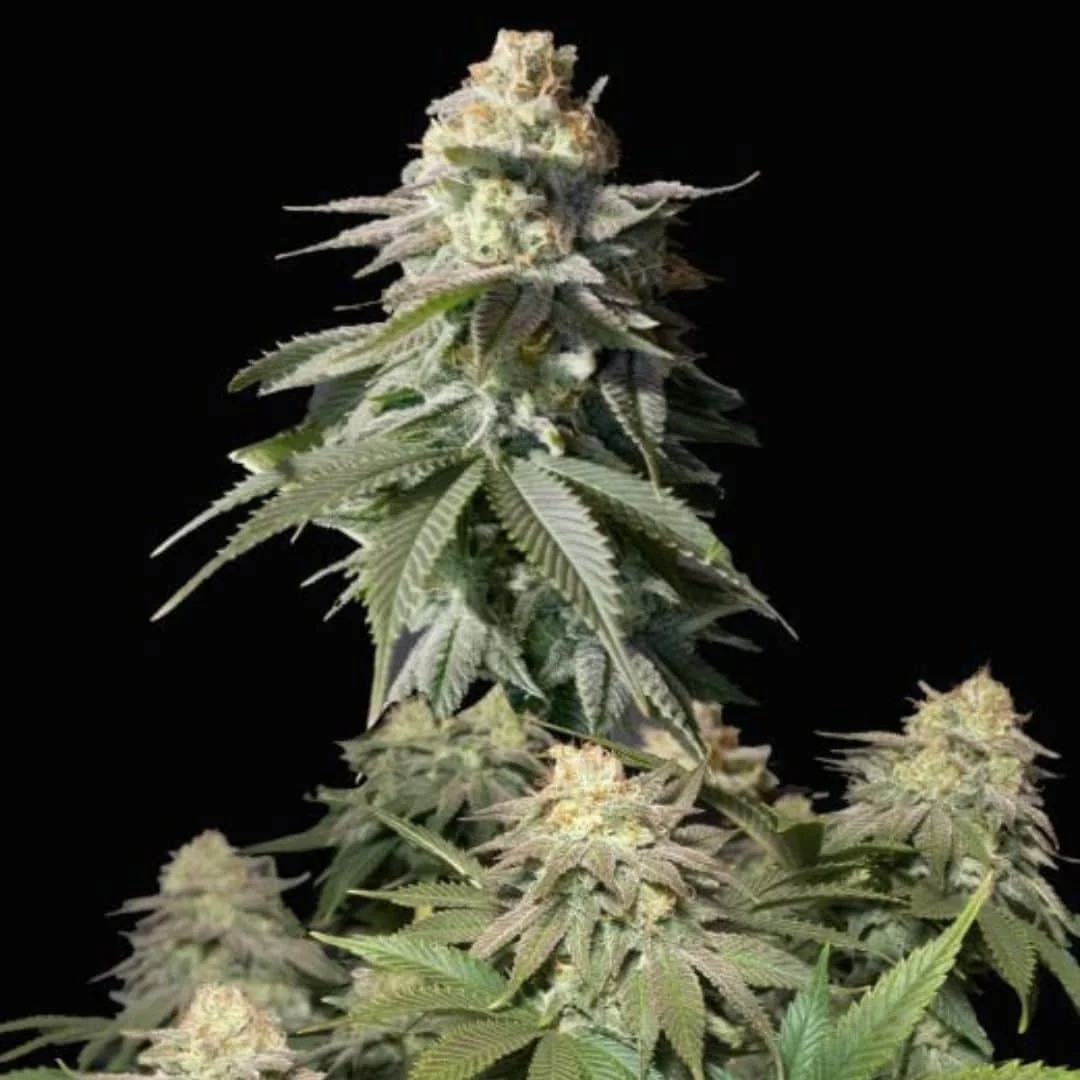 Φωτογραφία προϊόντος: 420 Fast Buds Orange Sherbet FF (Fast Buds)