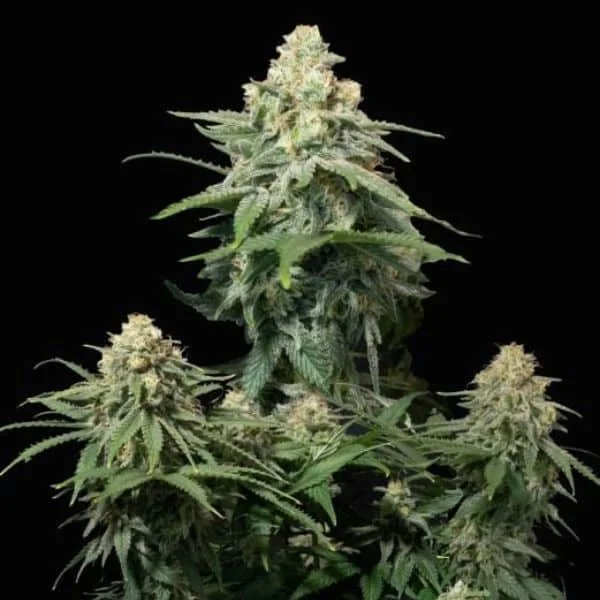 Φωτογραφία προϊόντος: 420 Fast Buds Wedding Cheesecake FF (Fast Buds)