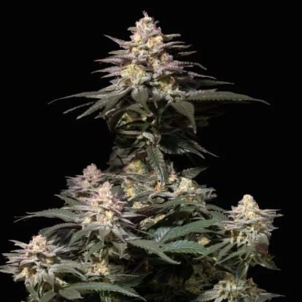 Φωτογραφία προϊόντος: 420 Fast Buds Purple Lemonade FF (Fast Buds)