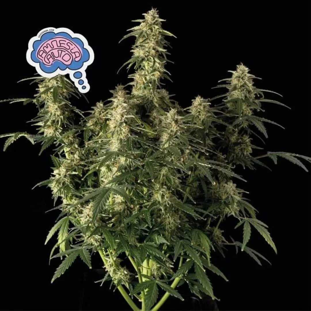 Φωτογραφία προϊόντος: Amnesia Auto (Seedsman)