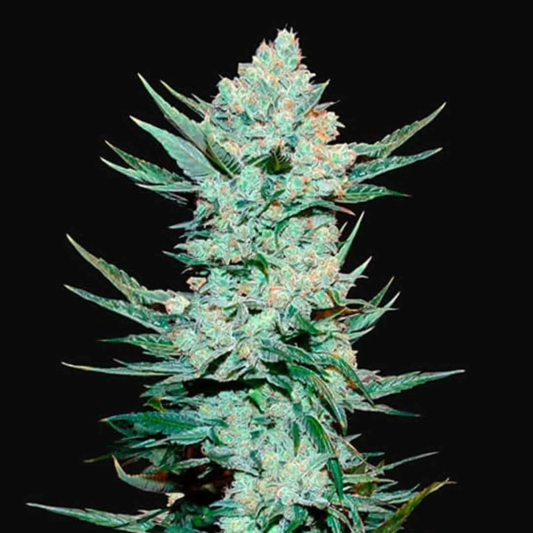 Φωτογραφία προϊόντος: 420 Fast Buds Tangie Auto (Fast Buds)