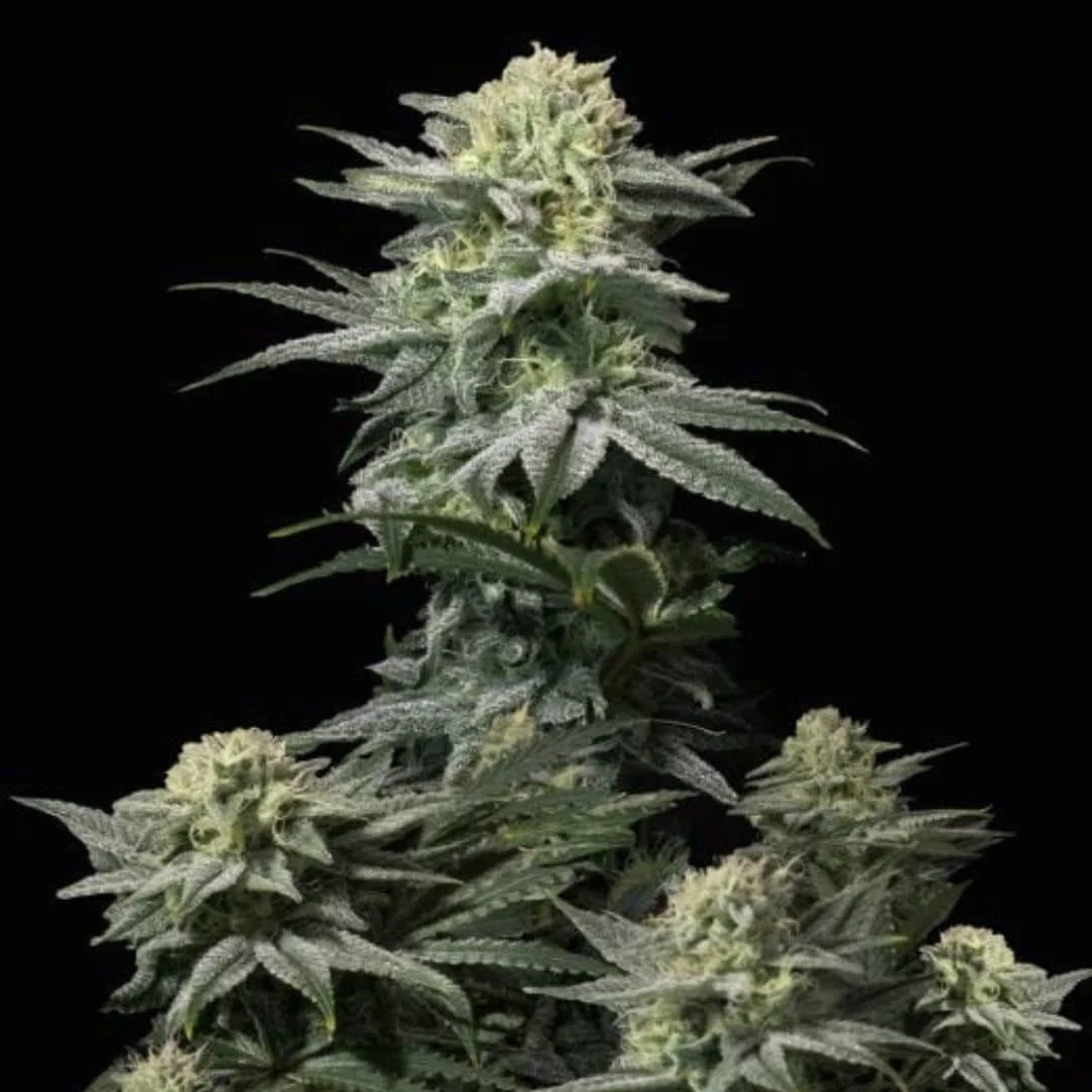 Φωτογραφία προϊόντος: 420 Fast Buds GG4 Sherbet FF (Fast Buds)