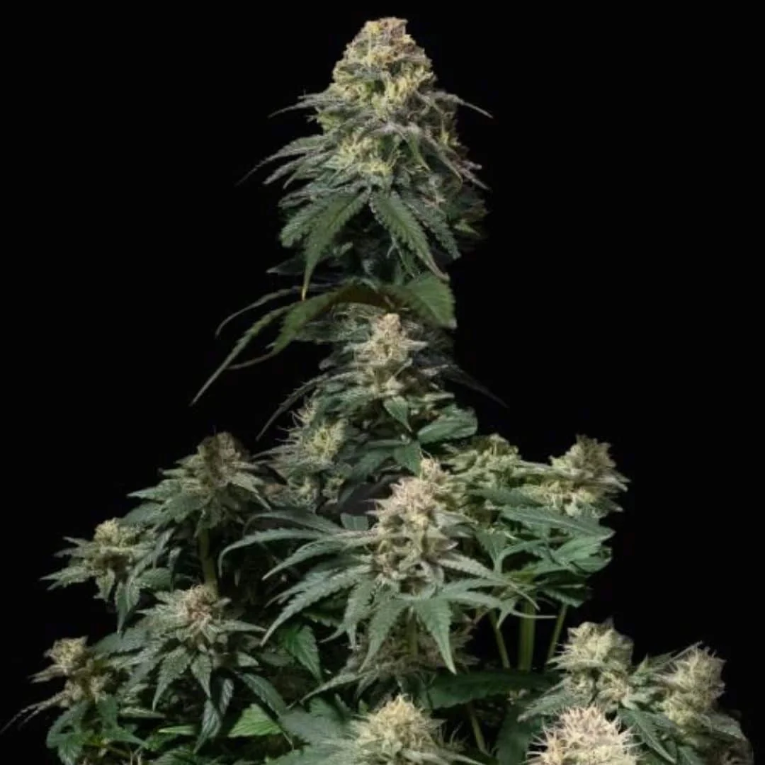 Φωτογραφία προϊόντος: 420 Fast Buds Tropicana Cookies FF (Fast Buds)