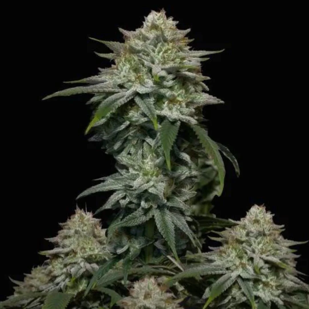 Φωτογραφία προϊόντος: 420 Fast Buds Gorilla Cookies FF (Fast Buds)