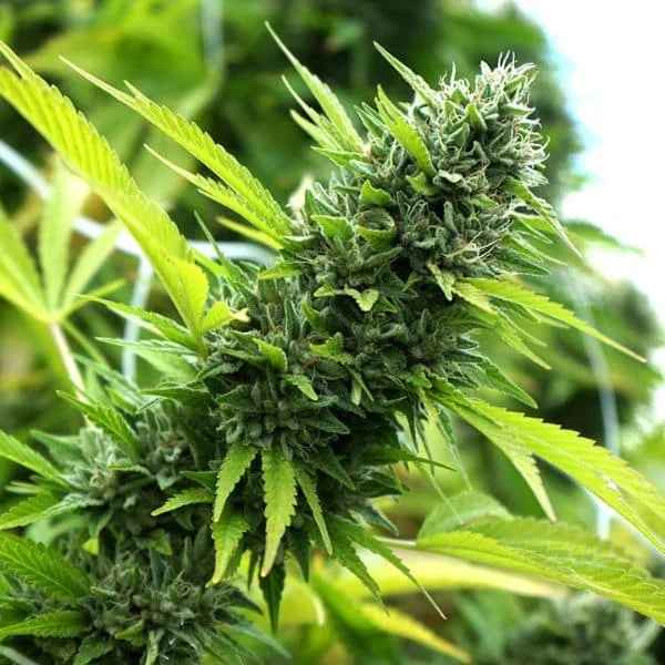Φωτογραφία προϊόντος: Banana Sapphire Feminized (Humboldt Seed Organization)