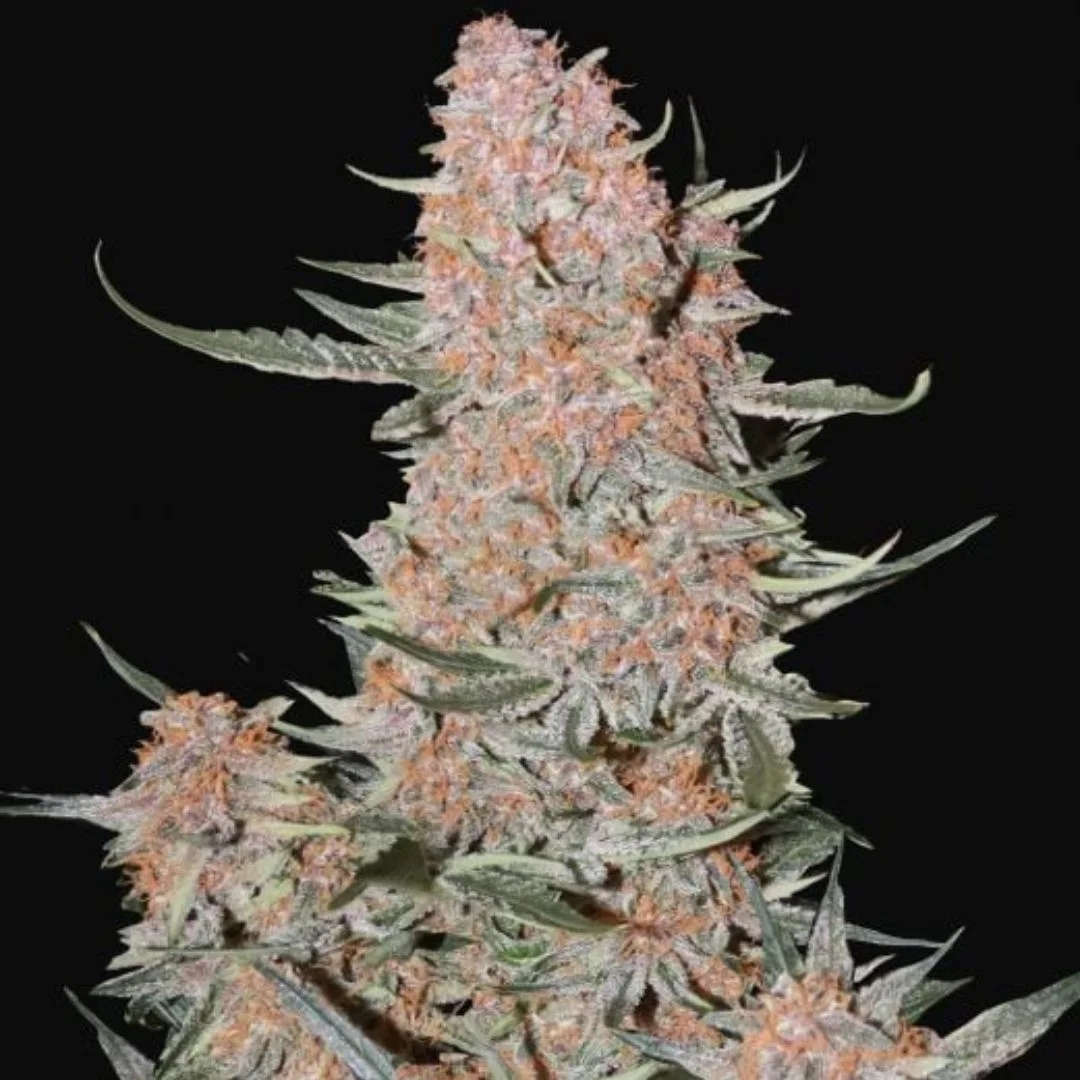 Φωτογραφία προϊόντος: 420 Fast Buds Ztrawberriez Auto (Fast Buds)
