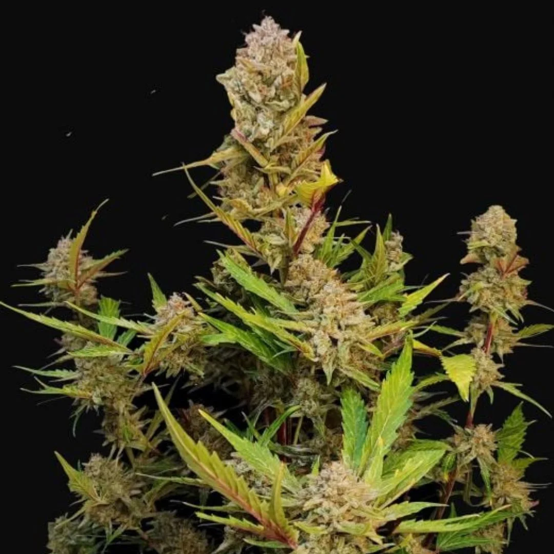 Φωτογραφία προϊόντος: 420 Fast Buds Apricot Auto (Fast Buds)