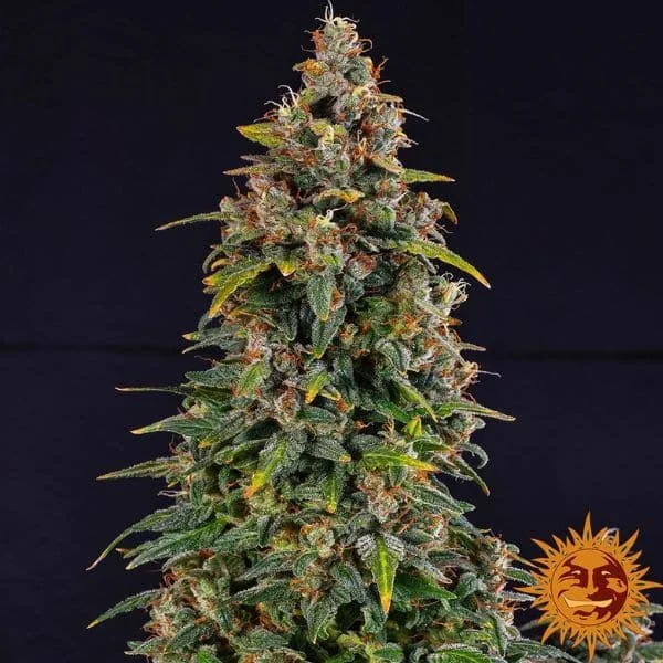 Φωτογραφία προϊόντος: Barney's Farm Watermelon Zkittlez Auto (Barney s Farm)