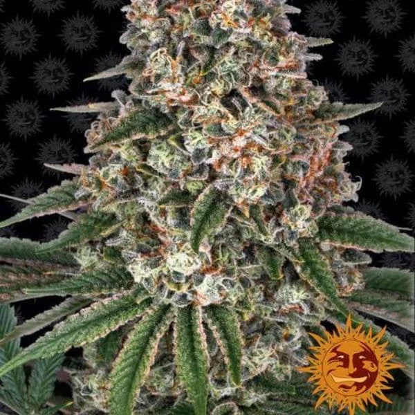 Φωτογραφία προϊόντος: Barney's Farm Tropicanna Banana (Barney s Farm)