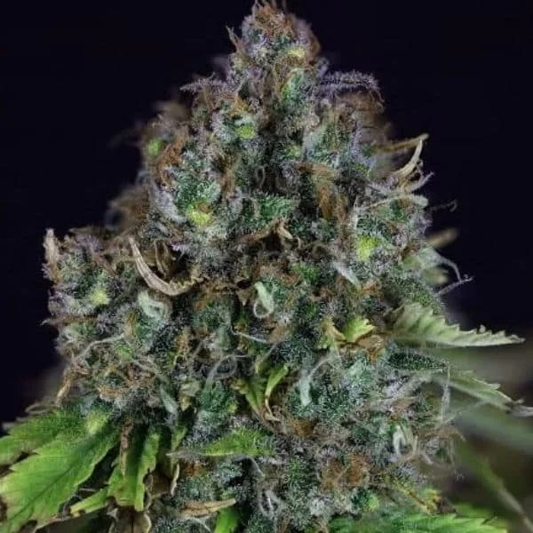 Φωτογραφία προϊόντος: Jack Herer Auto (Seedsman)